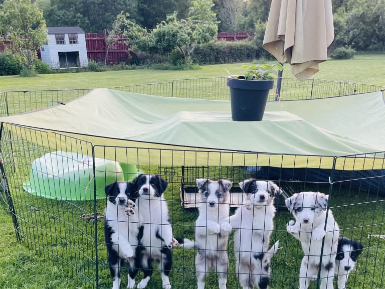 Border collie