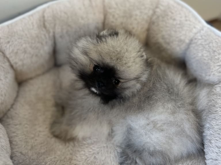 Pomeranian