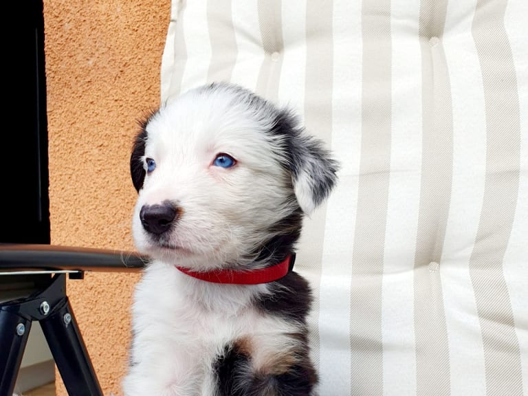 Border collie