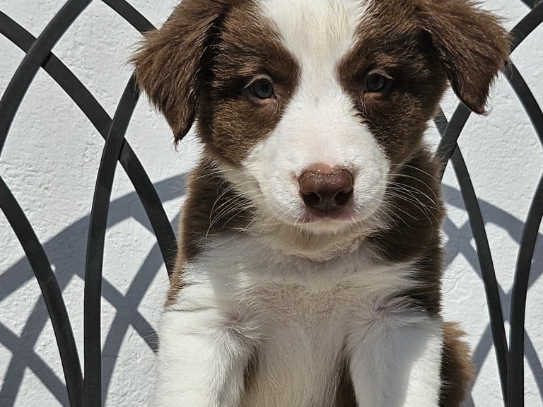 Border collie