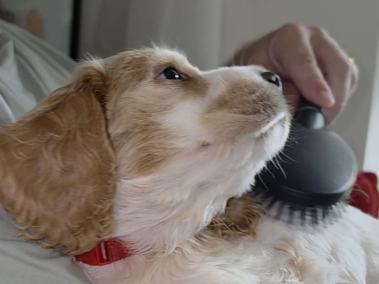 Cocker spaniel