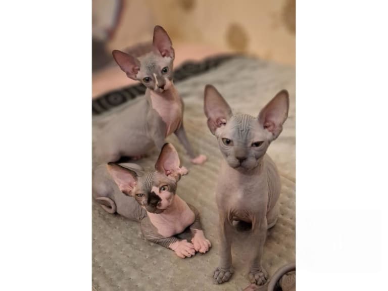 Sphynx