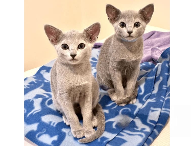 Russian Blue