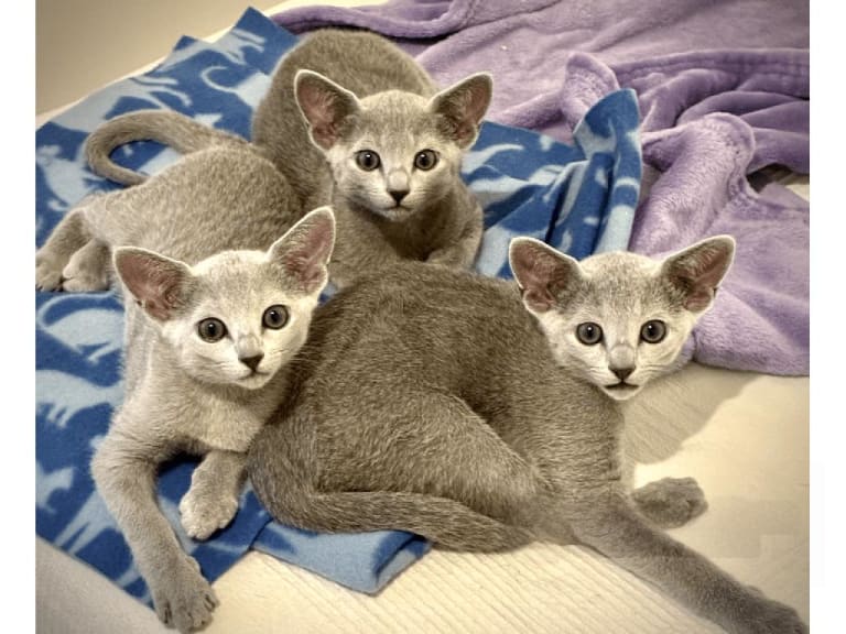 Russian Blue