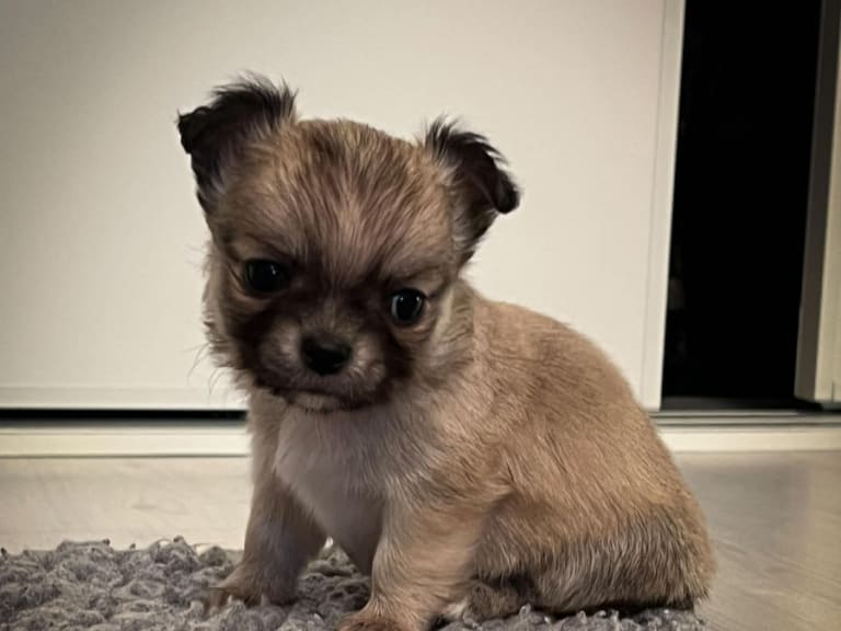 Chihuahua · Surahammar · Great Gloriou's