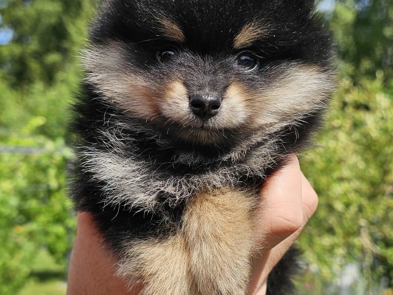 Pomeranian · Enköping · Pomsik Rakaaig