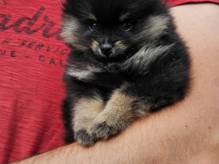 Pomeranian · Enköping · Pomsik Rakaaig