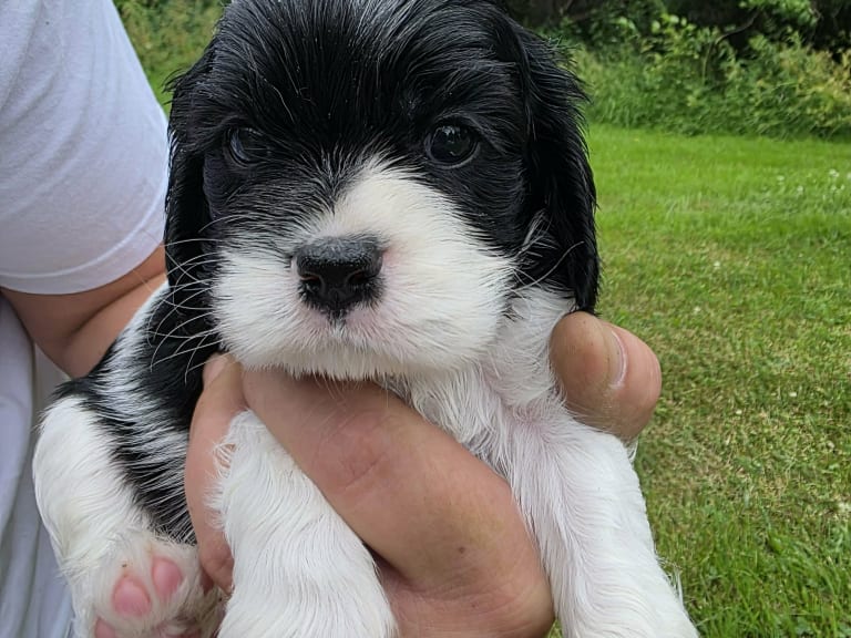 Amerikansk cockerspaniel Kavaljer King Charles Spaniel · Lövstabruk · Irene M.