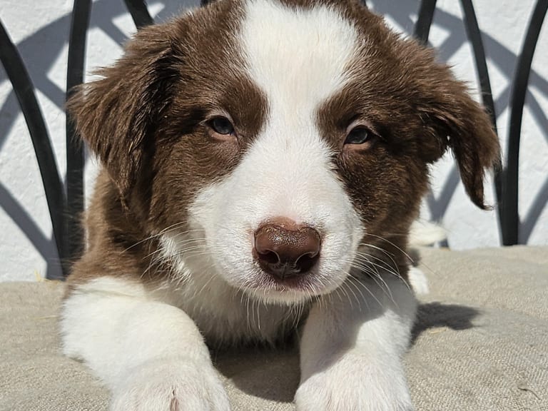 Border collie
