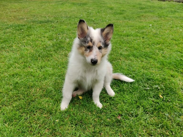 Collie · Give · Ladias Dream Collies