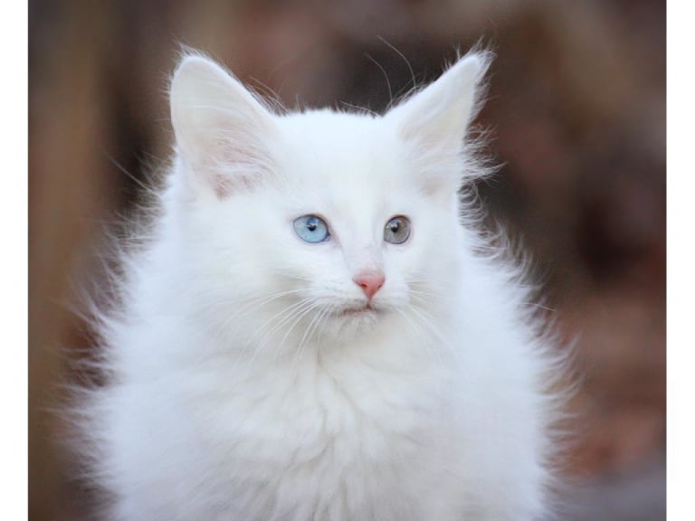 Norsk skogkatt