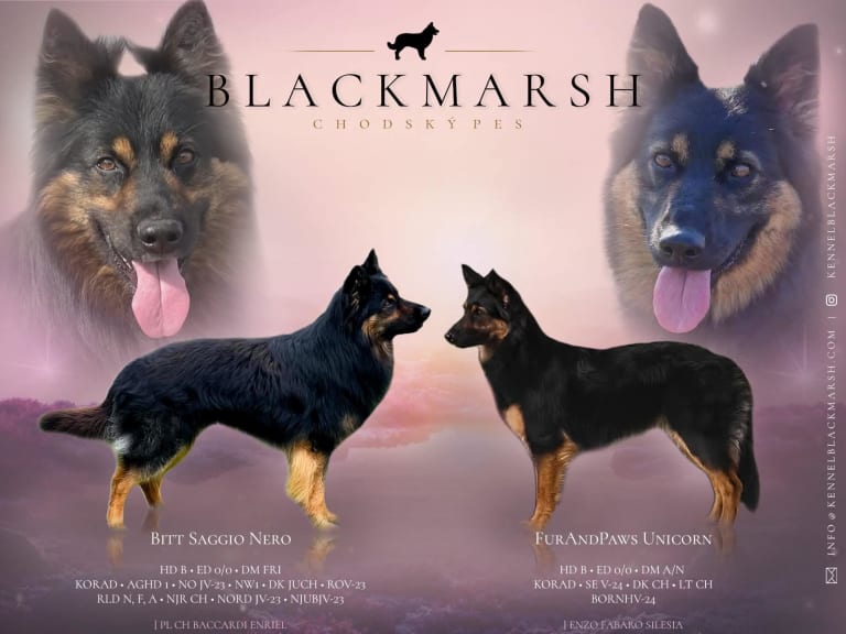 Chodský pes · Strömstad · Blackmarsh