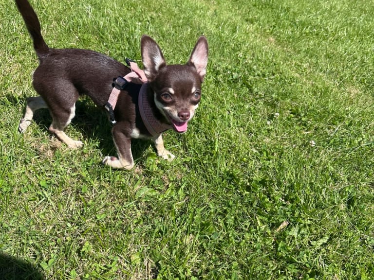 Chihuahua · Mölndal · My Little Chi