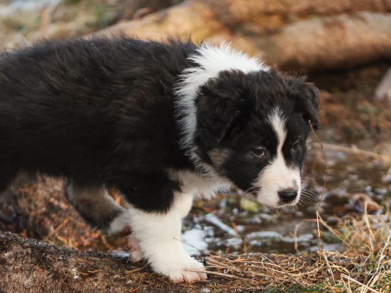 Australian shepherd