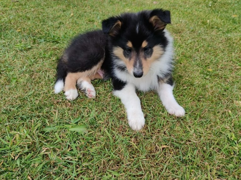 Collie · Give · Ladias Dream Collies