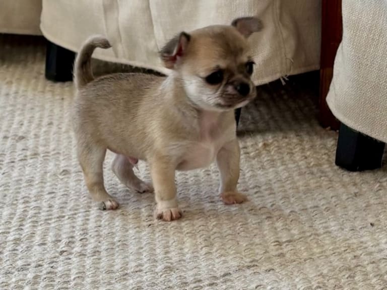 Chihuahua · Västra frölunda · My precious