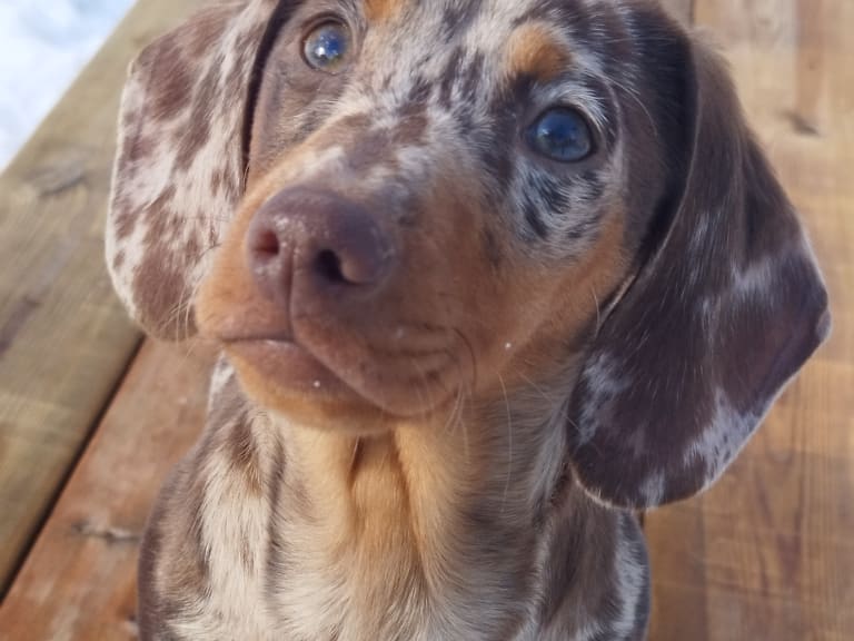 Dachshund