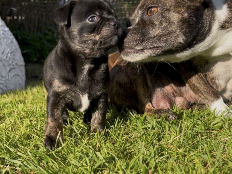 Chihuahua/Fransk bulldog · Vallda · Anna B.