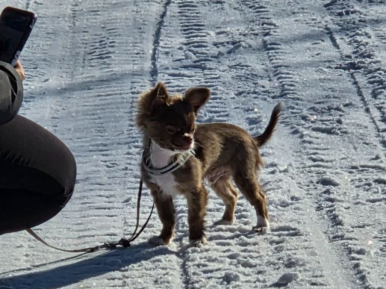 Chihuahua · Tärnsjö · Grankullaviks