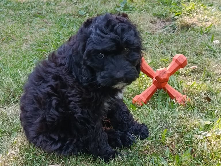 Cockerpoo · Hjortkvarn · Hjortkvarns Cavapoo