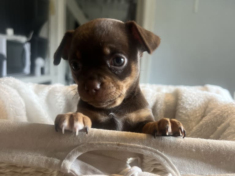 Chihuahua/Fransk bulldog · Vallda · Anna B.