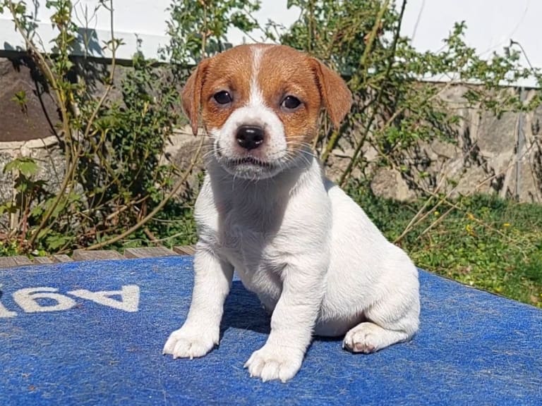 Jack russell terrier