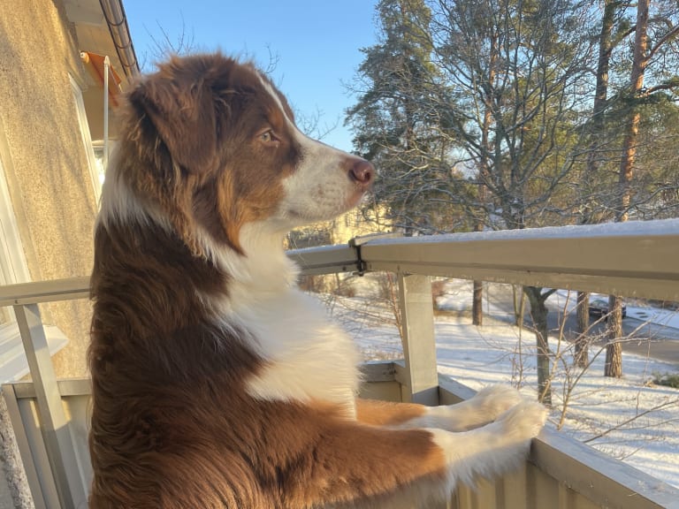 Australian shepherd