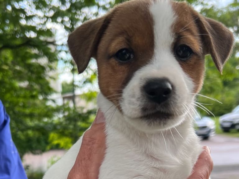 Jack russell terrier