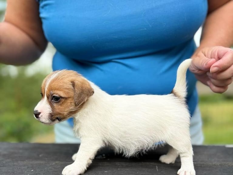 Jack russell terrier