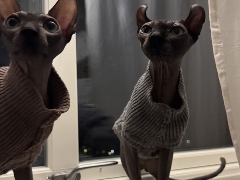 Sphynx