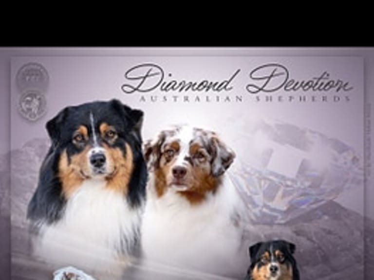 Australian shepherd · Fall · Anne-Marte Furuseth Nielsen