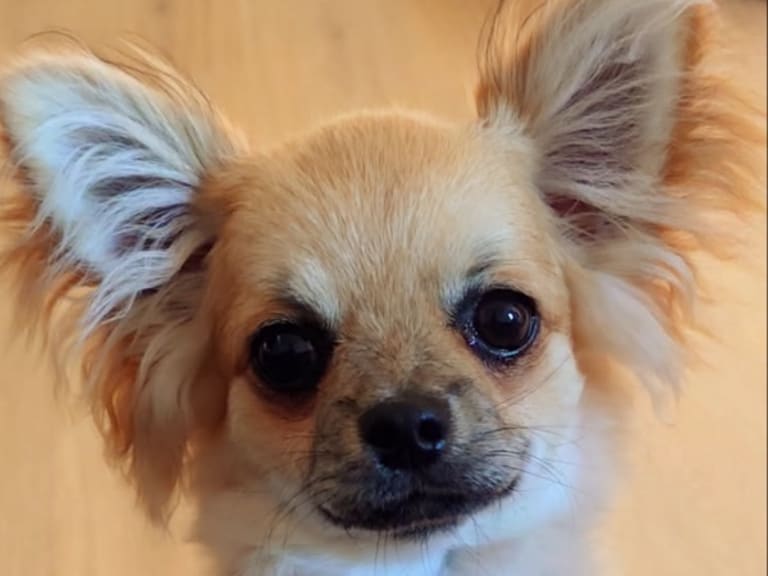 Chihuahua · Landeryd · Mini chipette