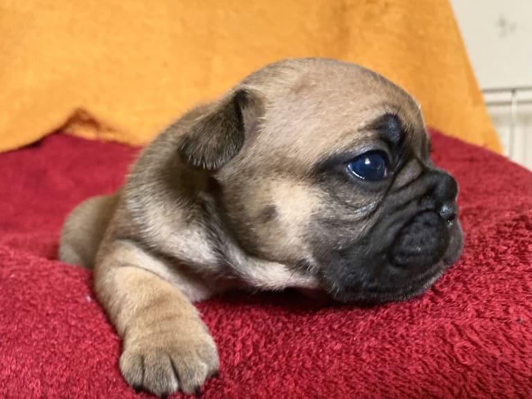 Fransk bulldog