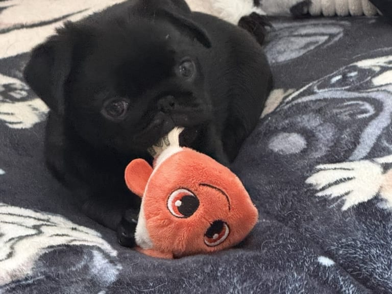 Mops