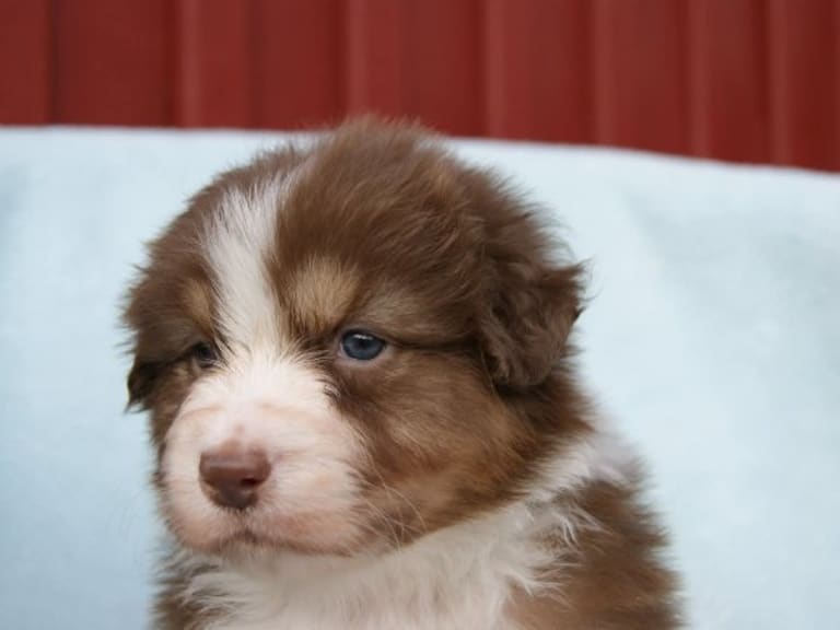 Australian shepherd