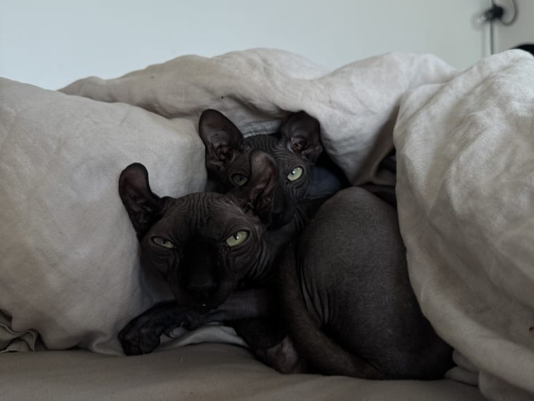 Sphynx