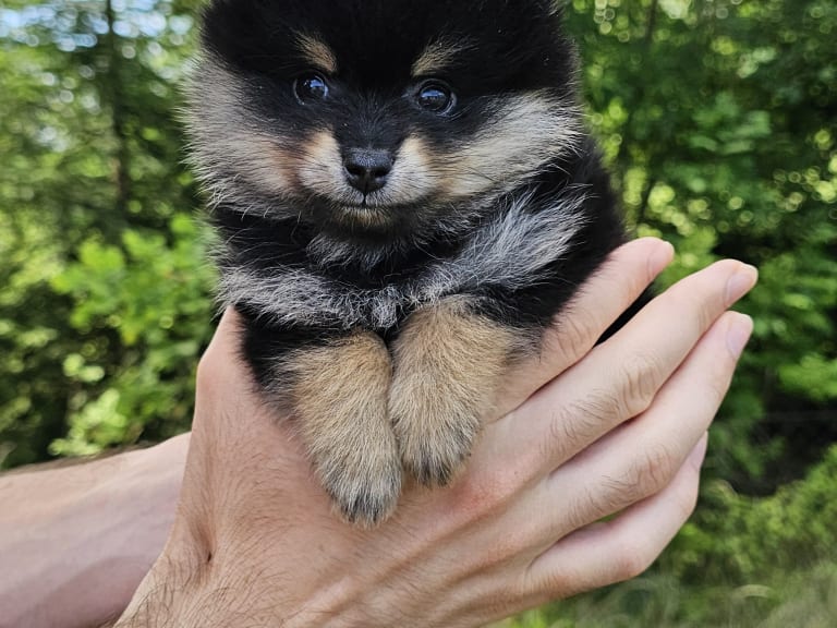 Pomeranian · Enköping · Pomsik Rakaaig