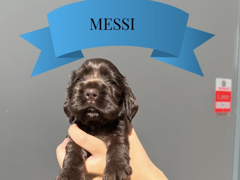 Cocker spaniel
