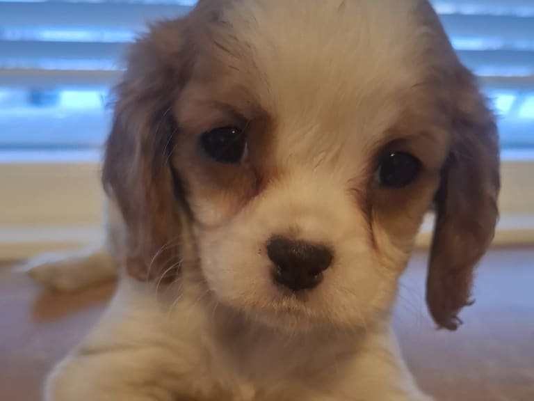 Cavalier king charles spaniel