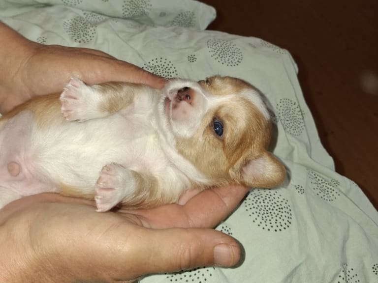 Chihuahua · Högsäter · Peter Segerberg