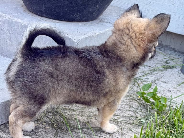 Chihuahua · Yngsjö · Chi's Piazza