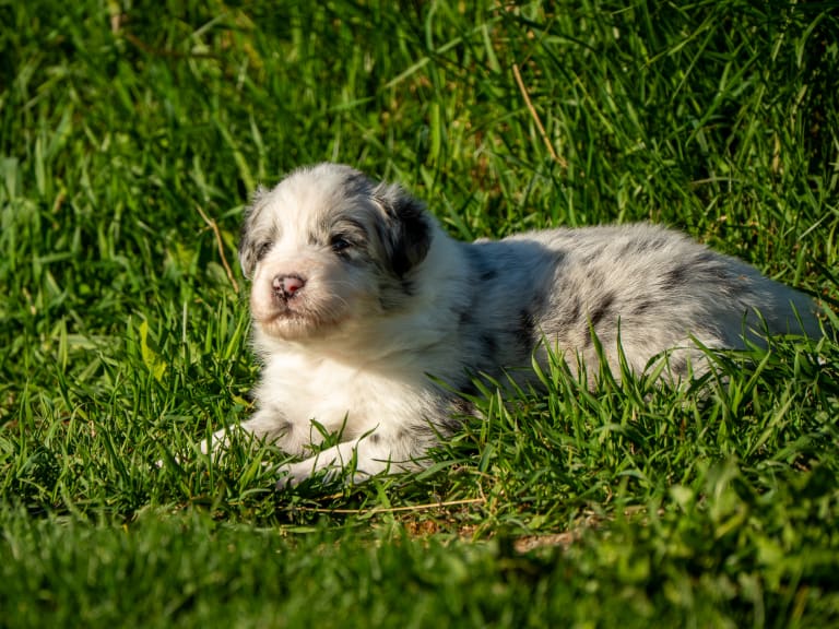 Australian shepherd