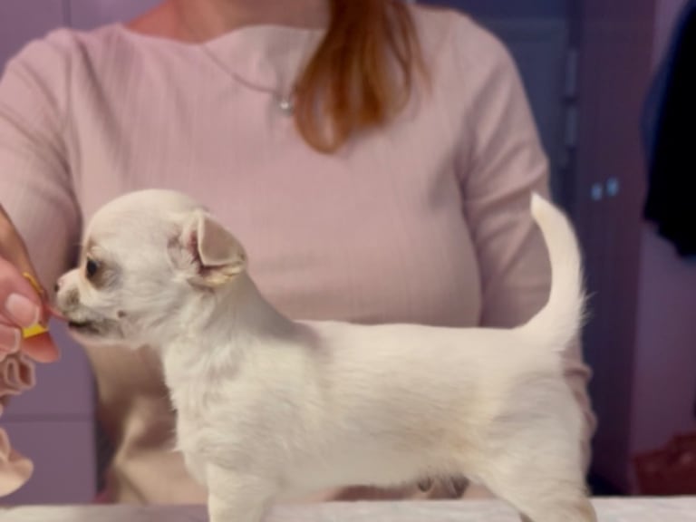 Chihuahua · Norrköping · Tettchi's