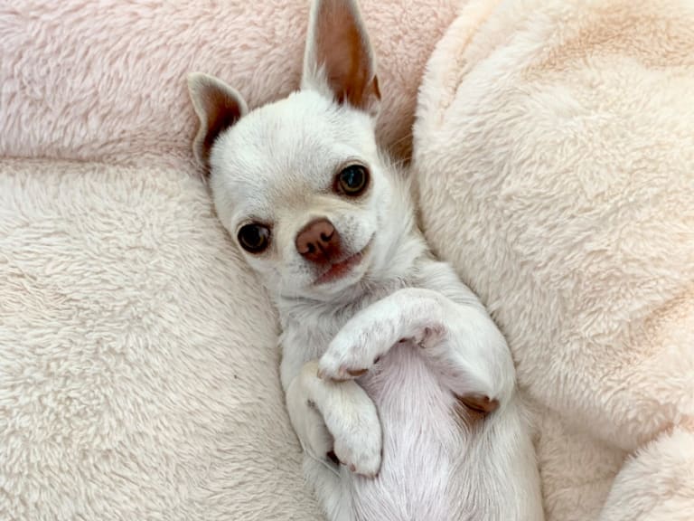 Chihuahua · Norrtälje · Goldenone