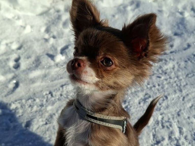 Chihuahua · Tärnsjö · Grankullaviks