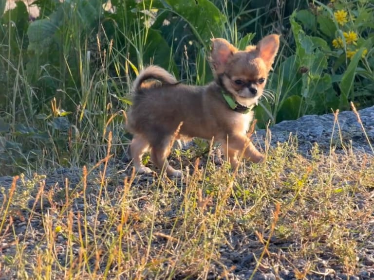 Chihuahua · Sundbyberg · Chizabella