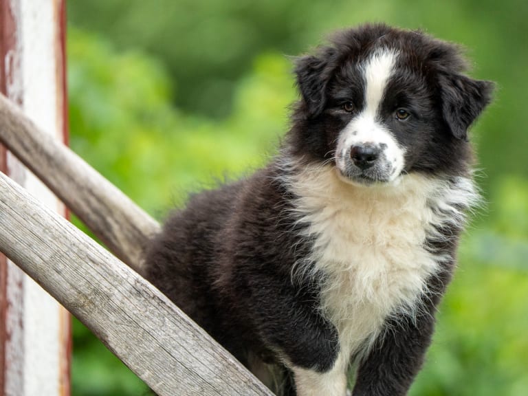 Australian shepherd