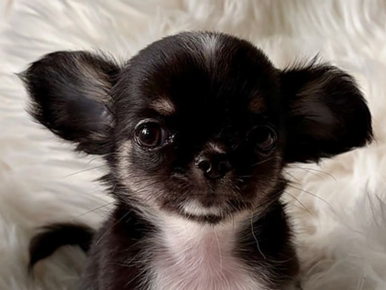 Chihuahua · Jonsvatnet · Sissel Bergdal