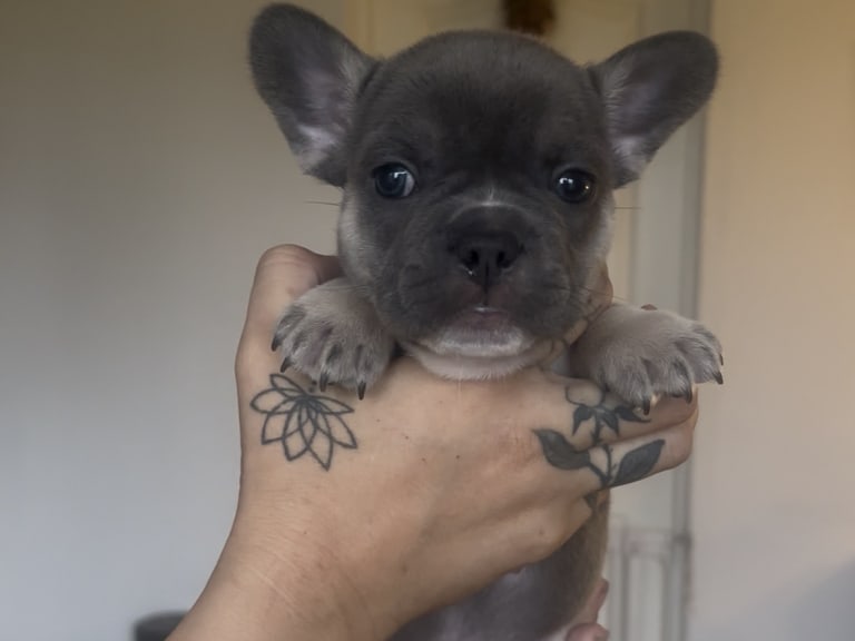 Fransk bulldog
