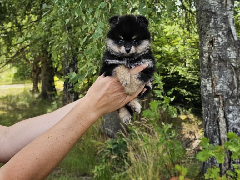 Pomeranian · Enköping · Pomsik Rakaaig